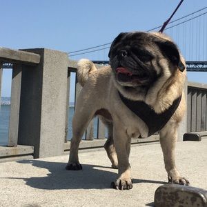 Meet your Posher, Grace